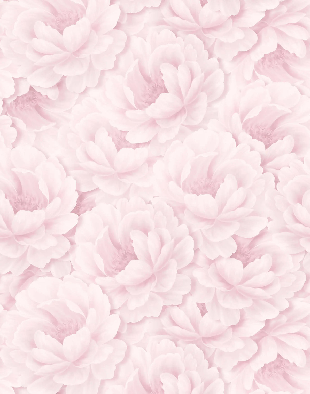 Paeonia
